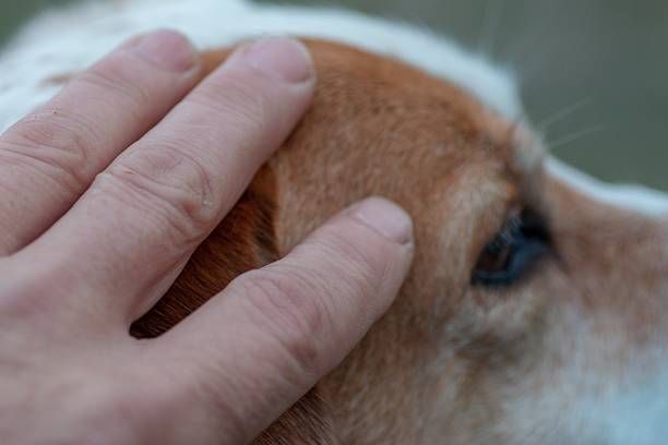 istock Three fingers touching a dog's head 2227550904