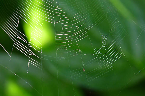 istock spider webs between green leaves in back-lighting 2227551694