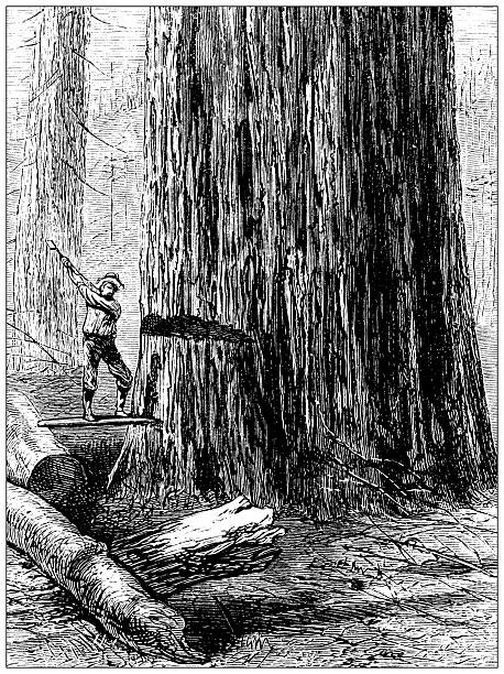 Antique magazine image: Northern California, Cutting tree