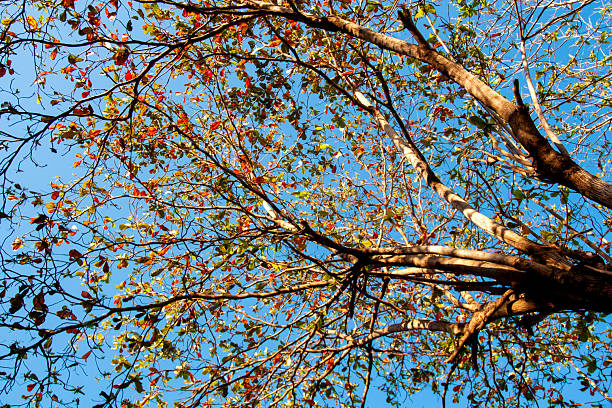 Autumn Leaves Against Blue Sky