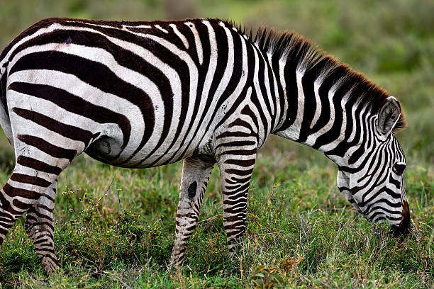 Plains Zebra grazing in wildlife