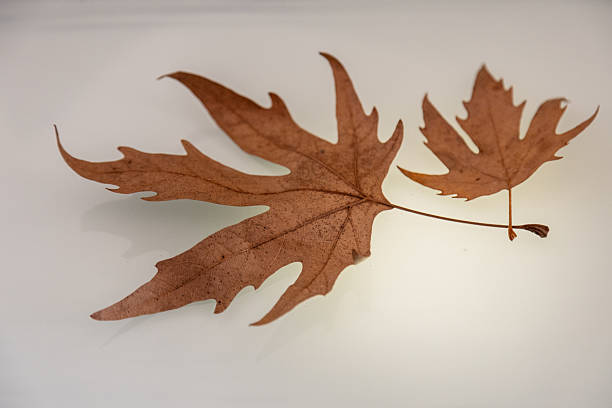 Free picture: Dry brown maple leaf in the process of decomposition on ...