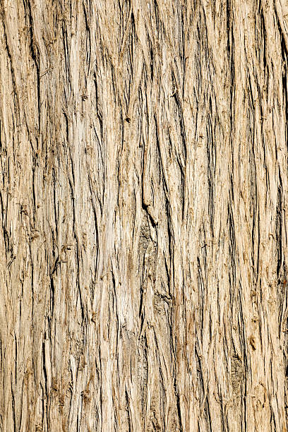 istock The unique texture and rugged charm of natural tree bark with its coarse surface. This organic bark pattern is ideal for backgrounds, digital wallpapers. Series 