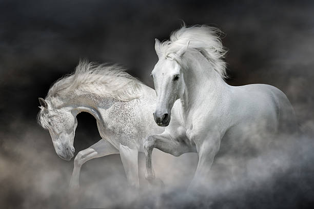 istock Two White horse with long mane free run 2227555360