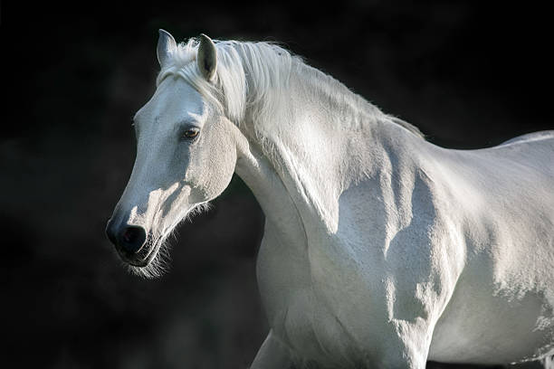 istock White horse with long mane free run 2227555364