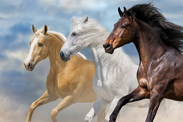 istock Horse herd free run 2227555381