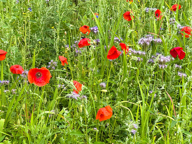 Colorful wildflowers blooming in the meadow summer.
