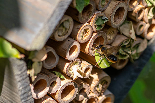 istock Patchwork leaf cutter bee, Megachile centuncularis, flying into nest with part of a honeysuckle leaf 2227558325