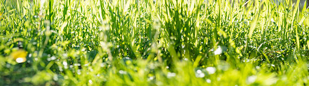 istock Bright green meadow close up 2227558475