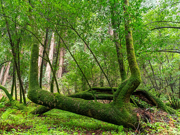 Muir Woods Redwood mossy trees California