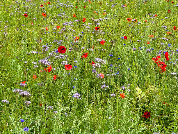 istock Multicolored wildflowers in the meadow 2227558875