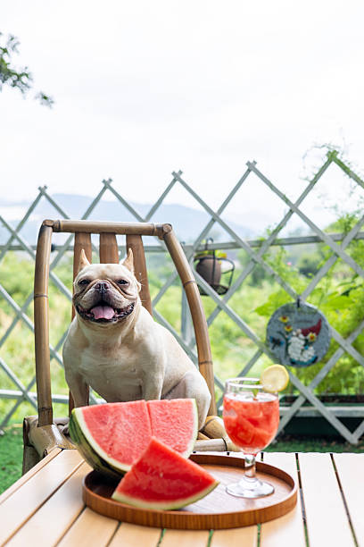 istock French Bulldog and Watermelon 2227559381