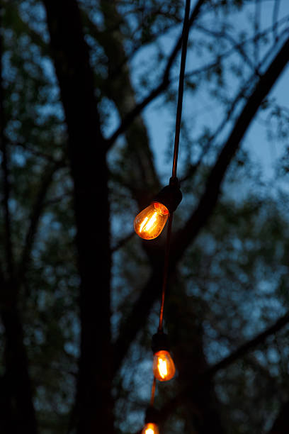 Glowing Vintage Bulbs Strung Through Trees at Dusk - A Serene Evening Ambiance with Warm Light and Nature's Beauty Captured in a Picturesque Moment