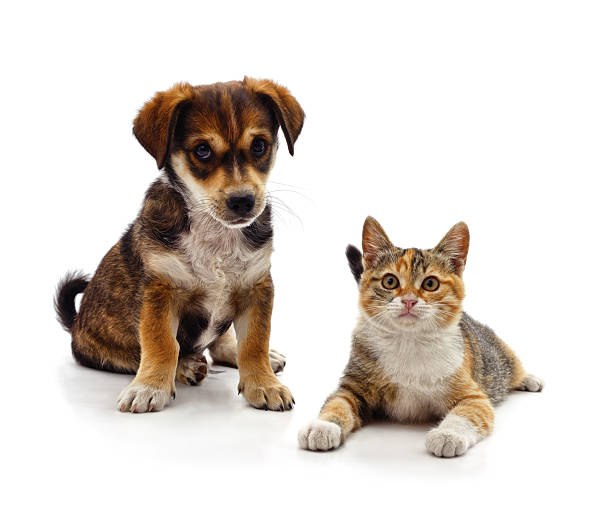 istock Kitten and puppy. 2227562265