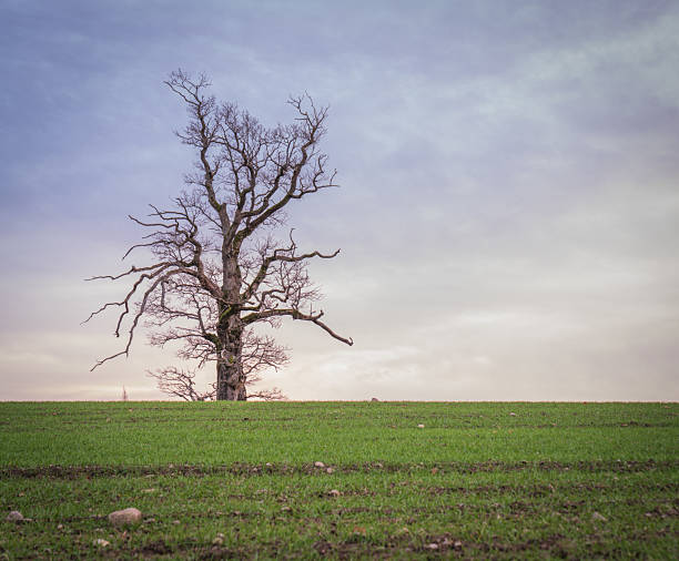Solitary leafless tree standing on a grassy field with colorful skies at sunrise and sunset. Peaceful landscape with moody atmosphere.