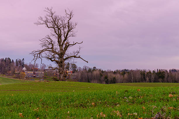 Idyllic Swedish countryside. (Halland, Sweden.)