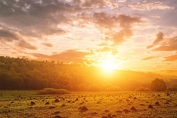Peaceful meadow landscape with golden sunset creates serene mood. Idyllic rural scene for posters, calendars, nature themes and backgrounds. Rural landscape. Vintage film asthetic.