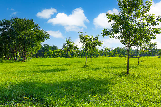 Summer Landscape
