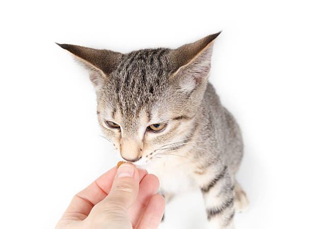 istock Isolated cat with treat in owners hand. 2227565959