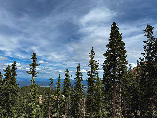 Towering pine trees stand beneath a swirling sky in a mountain forest, offering a scenic view of distant ridges and valleys.