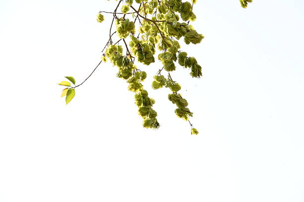 Holoptelea or Indian Elm tree. It  is a genus of deciduous trees in the family Ulmaceae. Bark and leaves are used for treating oedema, diabetes, leprosy and other skin diseases.