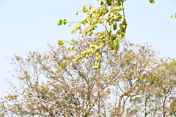 Holoptelea or Indian Elm tree. It  is a genus of deciduous trees in the family Ulmaceae. Bark and leaves are used for treating oedema, diabetes, leprosy and other skin diseases.
