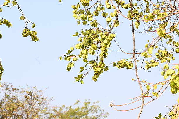 Holoptelea or Indian Elm tree. It  is a genus of deciduous trees in the family Ulmaceae. Bark and leaves are used for treating oedema, diabetes, leprosy and other skin diseases.