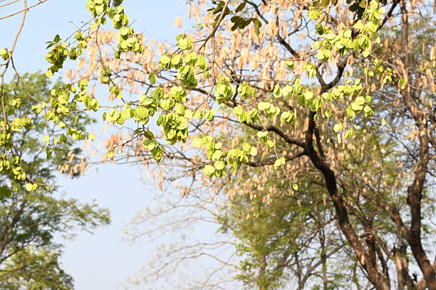 Holoptelea or Indian Elm tree. It  is a genus of deciduous trees in the family Ulmaceae. Bark and leaves are used for treating oedema, diabetes, leprosy and other skin diseases.