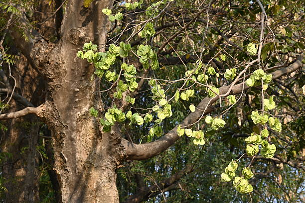 Holoptelea or Indian Elm tree. It  is a genus of deciduous trees in the family Ulmaceae. Bark and leaves are used for treating oedema, diabetes, leprosy and other skin diseases.