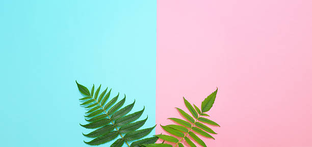 istock Green leaves on a two colors background pink and blue. 2227568034