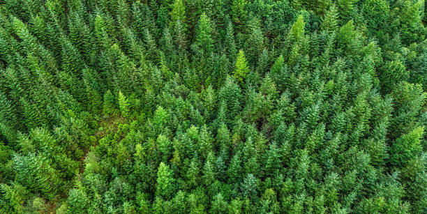 istock Aerial view of forest,ecosystem and healthy environment. 2227568307