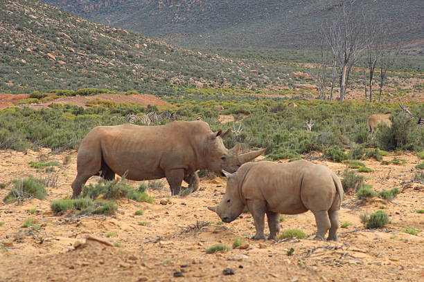 istock Rhinoceros and baby 2227568575