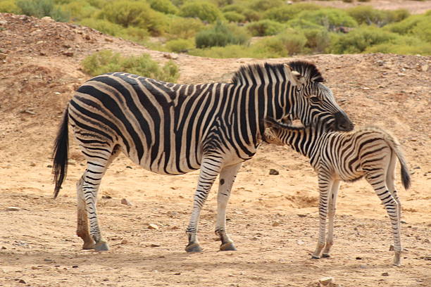 Zebra mother and young game reserve