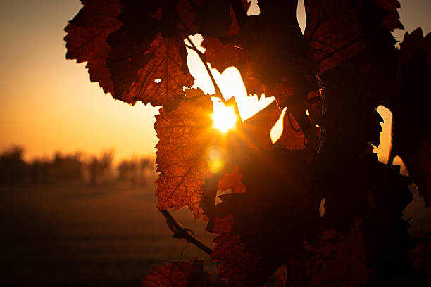 A warm autumn sunset shines through the vivid red leaves of a vineyard plant. The soft golden light highlights the textures of the leaves and creates a serene, peaceful mood. In the blurred background, trees line the horizon under a glowing sky.