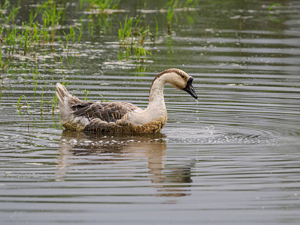 istock Swan Goose Oregon Wetland Pond 2227570608