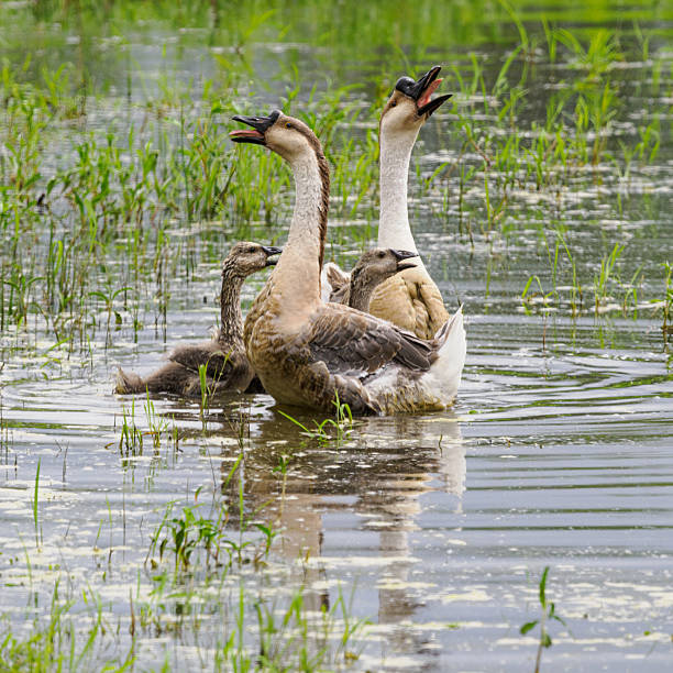 istock Swan Geese Open Mouths Two Adults With Young Oregon 2227570713