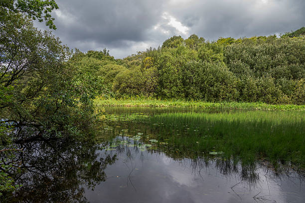 istock The River Cong and the forest of Cong 2227571672