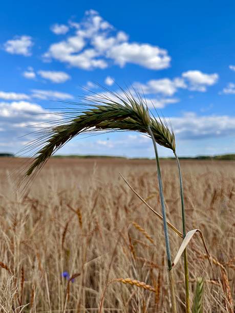 istock Close-Up of Grain Ear with Blue Sky and Field 2227572802