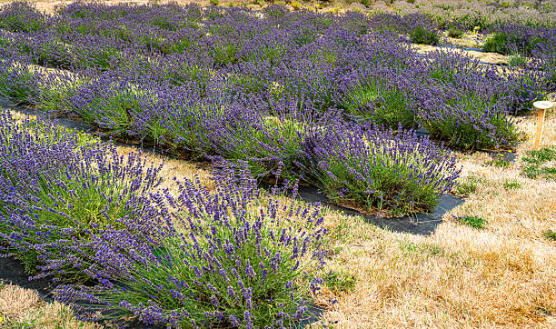 istock Shelton Lavender Field 3 2227573056