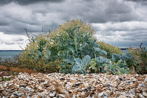 Sea Kale plant on a pebble beach