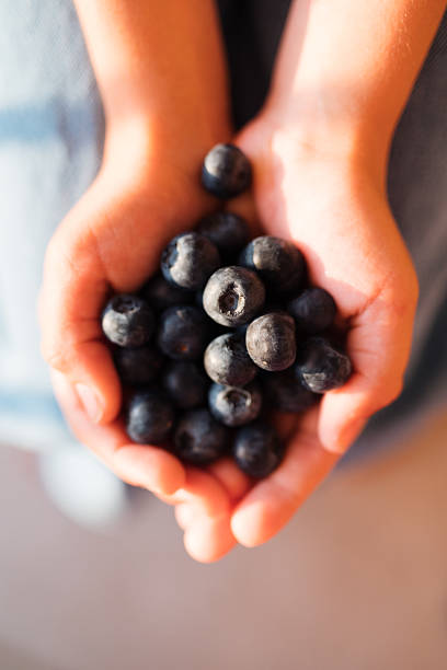 istock Hands Holding Fresh Blueberries in Natural Light Close-Up 2227576160