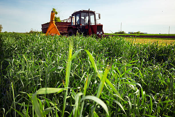 Backlight on silage process for stocking feed animals. Tractor with mounted agricultural machine, dragging forage harvester for silage, is depositing fresh harvested green crop in trailer behind.