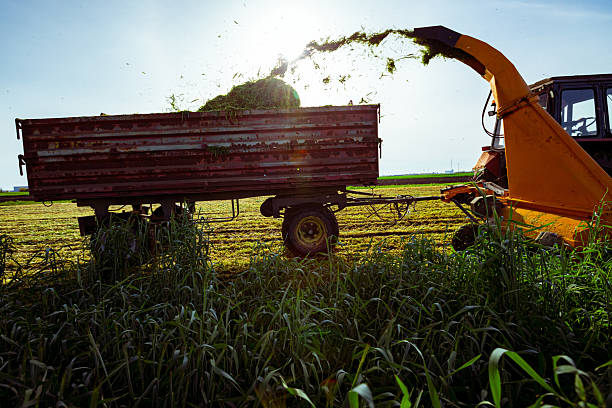 Backlight on silage process for stocking feed animals. Tractor with mounted agricultural machine, dragging forage harvester for silage, is depositing fresh harvested green crop in trailer behind.