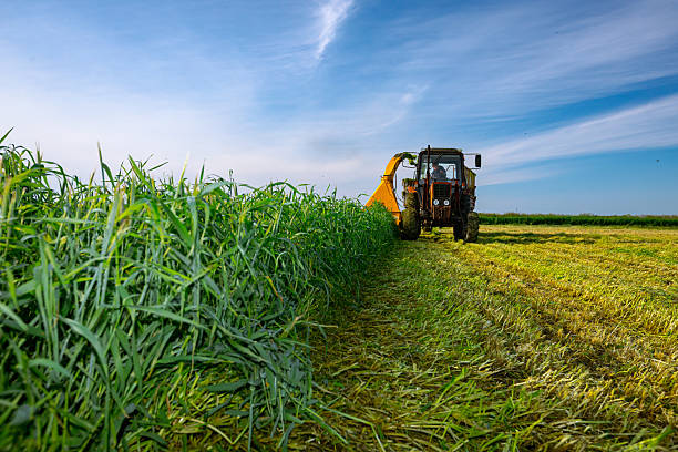 istock Tractor with mounted machine forage harvester as cutting green crop for silage 2227578903