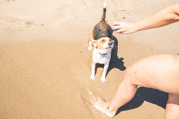 On a sunny summer day, a beagle dog eagerly waiting on the beach, anticipating its owner throwing a ball, enjoying the warmth of the sun and the playful atmosphere of vacation