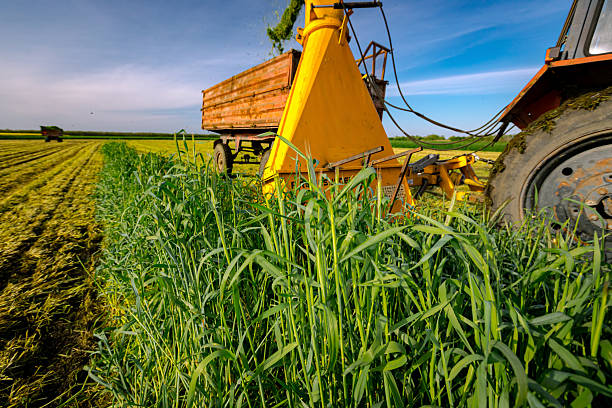 istock Tractor with mounted machine forage harvester as cutting green crop for silage 2227580871