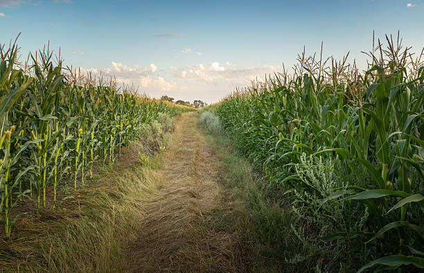 istock A narrow dirt path winds through lush green cornfields, with tall stalks on either side reaching for the clear sky. Soft clouds drift above as sunlight bathes the scene 2227581628
