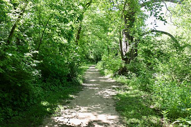 istock Hiking in the Summer Forest 2227582470
