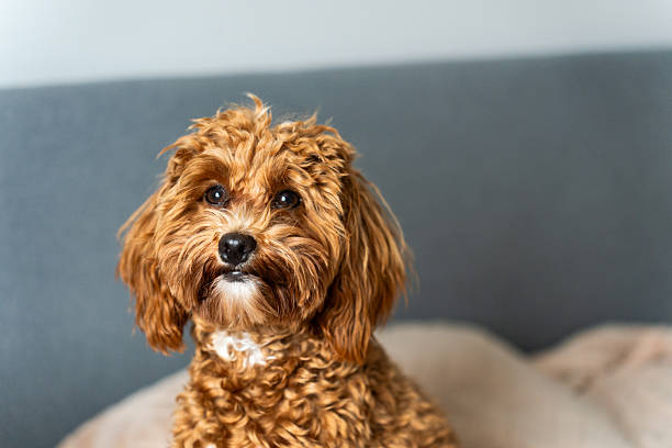 istock Fluffy Dog Close-Up Look 2227582693