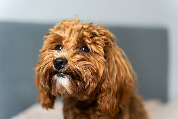 istock Puppy Face Portrait 2227582697